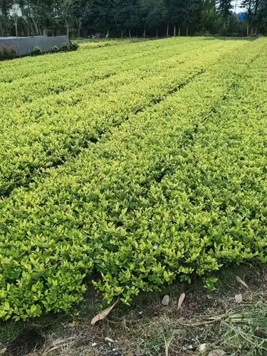 现代别墅园林景观设计